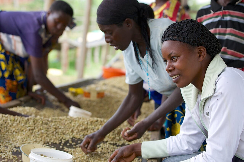 Copper Moon Coffee Unveils Rwandan Coffee in Support of Women Coffee ...